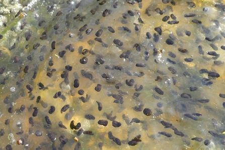 Tadpoles (Caroline Steel)