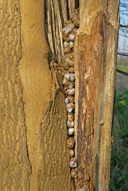 Hibernating snails (Caroline Steel)