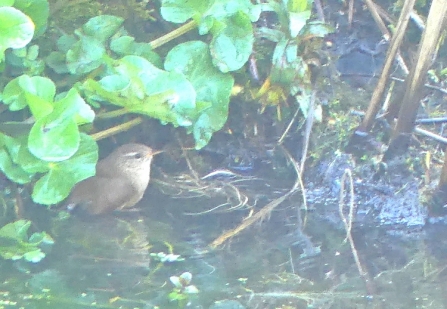 Wren (c) Caroline Steel