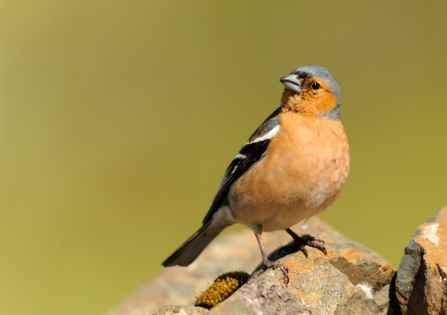 Chaffinch