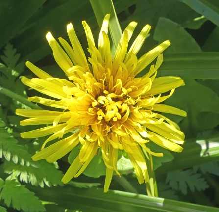 Dandelion (c) Caroline Steel