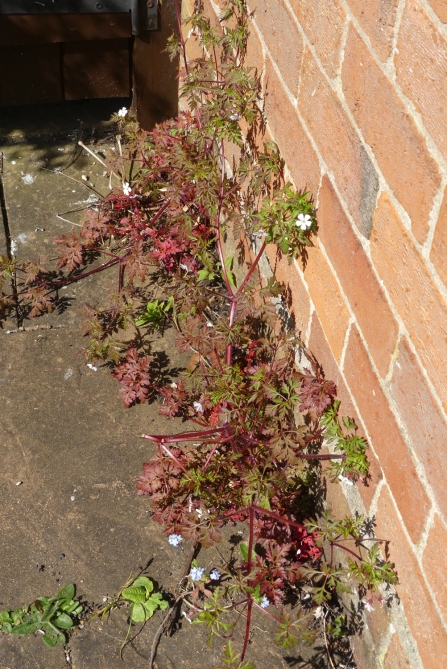 Herb robert (c) Caroline Steel