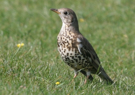 Mistle thrush