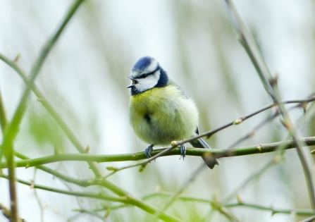 Blue tit singing