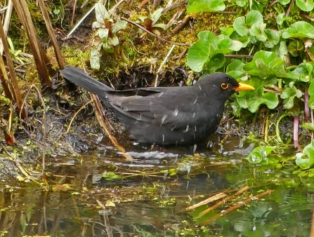 Blackbird (c) Caroline Steel