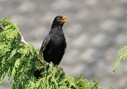 Blackbird singing