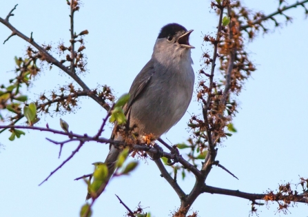 Blackcap singing