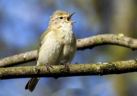 Chiffchaff singing