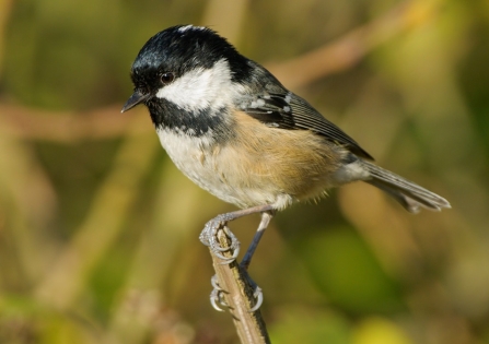 Coal tit