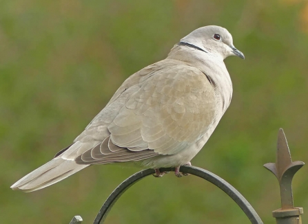 Collared dove (c) Caroline Steel