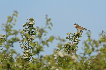 Common whitethroat singing