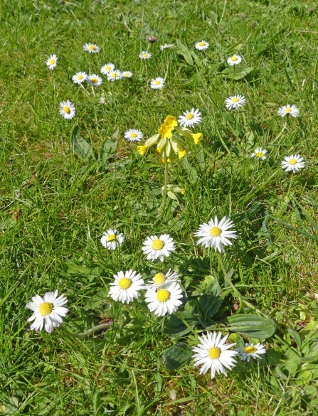 Cowslip and daisies growing in a lawn (c) Caroline Steel