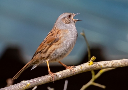 Dunnock singing