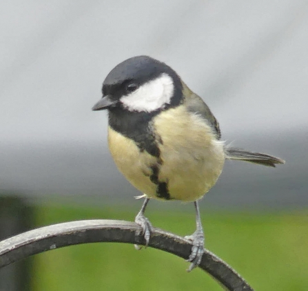 Great tit (c) Caroline Steel