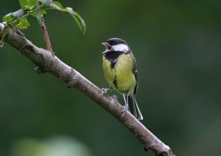 Great tit singing