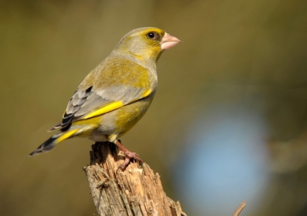 Greenfinch