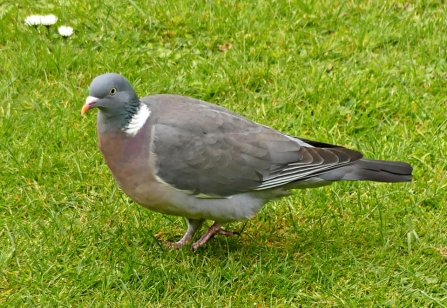 Wood pigeon (c) Caroline Steel