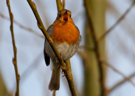 Robin singing