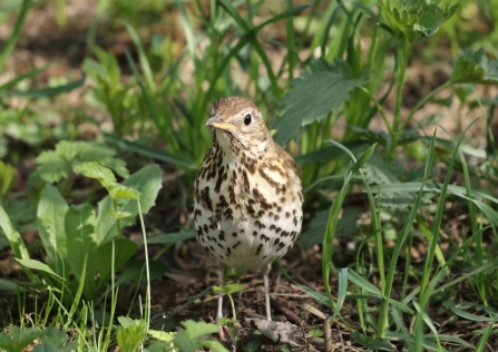 Song thrush