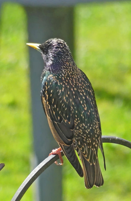 Starling (c) Caroline Steel