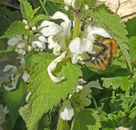 White dead nettle (c) Caroline Steel