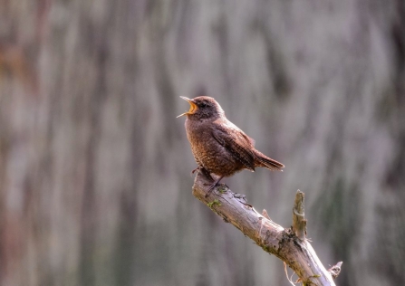 Wren singing