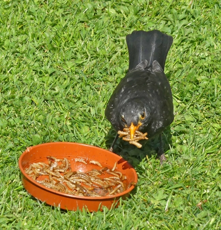 Blackbird with mealworms (c) Caroline Steel