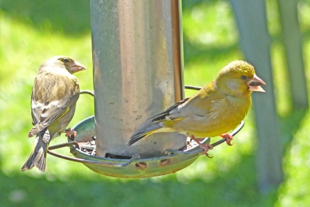 Greenfinch (c) Caroline Steel