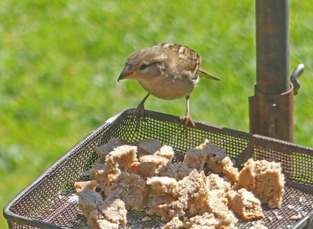 Female house sparrow (c) Caroline Steel