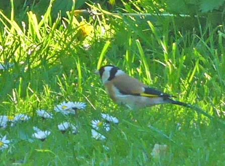 Goldfinch (c) Caroline Steel