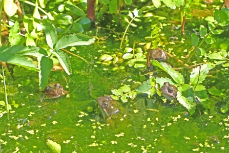 Frogs in a garden pond (c) Caroline Steel