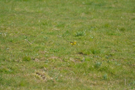 Yellow wagtail at Gibraltar Point (Jim Shaw)