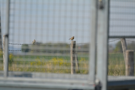 Wheatears at Gibraltar Point (Jim Shaw)