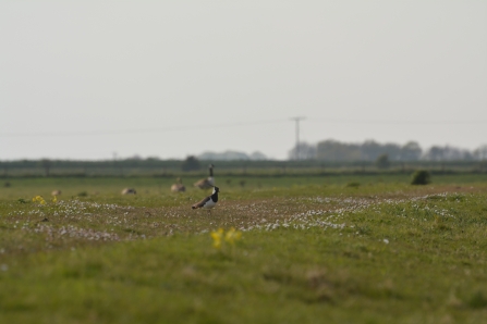 Lapwing on Croft Marsh, Gibraltar Point (Jim Shaw)