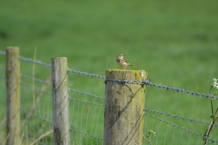 Meadow pipit (Jim Shaw)