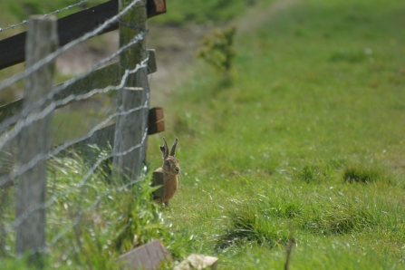 Brown hare at Gibraltar Point (Jim Shaw)