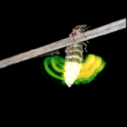 Glow-worm