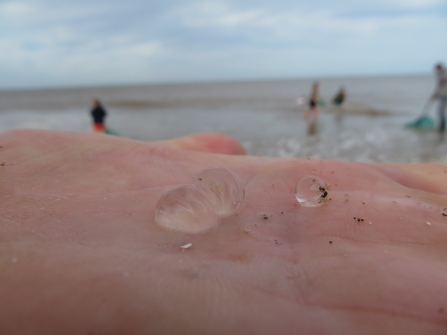 Sea gooseberry