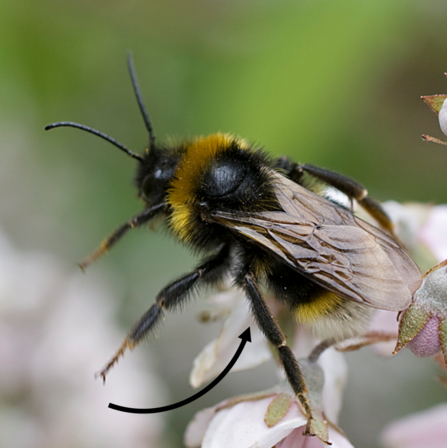 Cuckoo bumbleblee