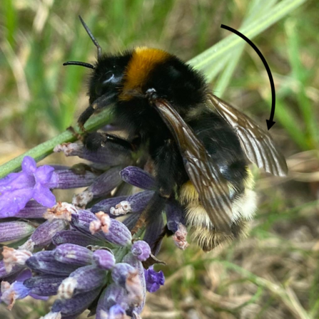 Cuckoo bumblebee