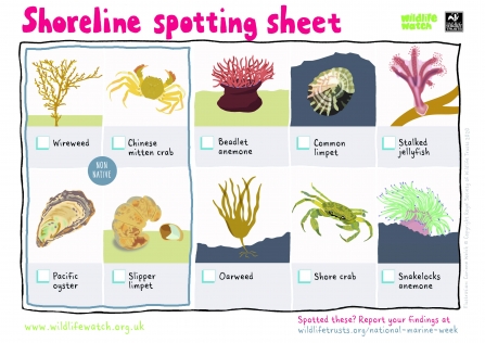 Shoreline spotter sheet