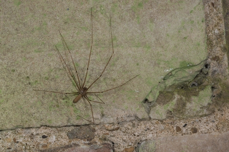 Cellar spider