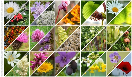 Lincspirational plants