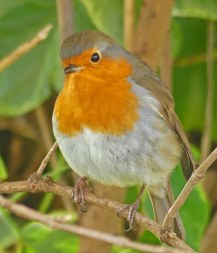 Robin (c) Caroline Steel