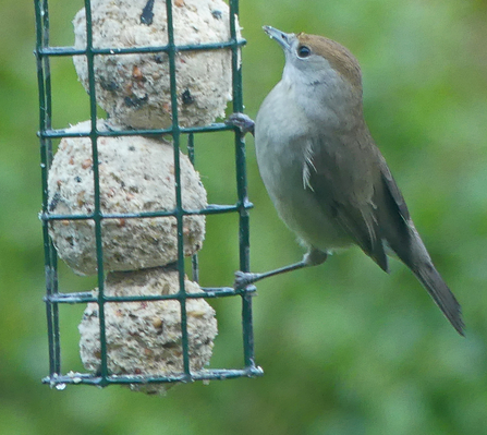 Blackcap (c) Caroline Steel