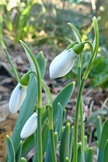 Snowdrops (c) Caroline Steel