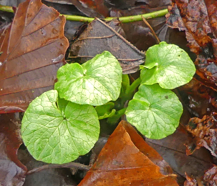 Celandine leaves (c) Caroline Steel