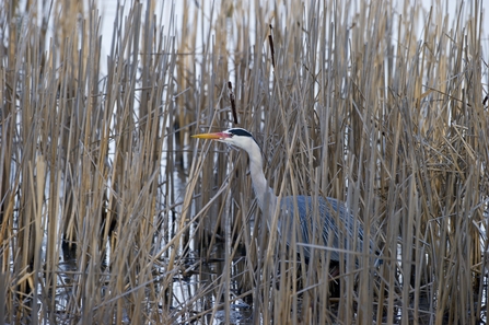 Grey heron in reeds