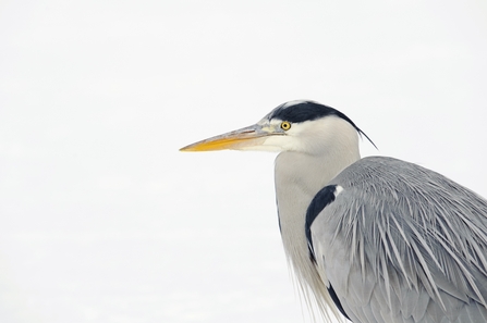 Portrait of a grey heron