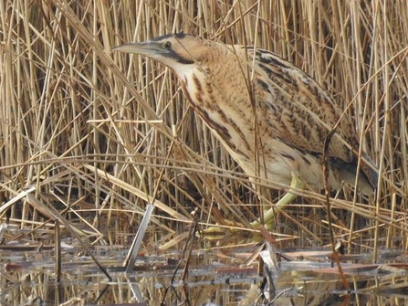 Bittern (c) Garry Wright